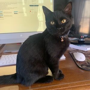 Meet your Posher, Savannah